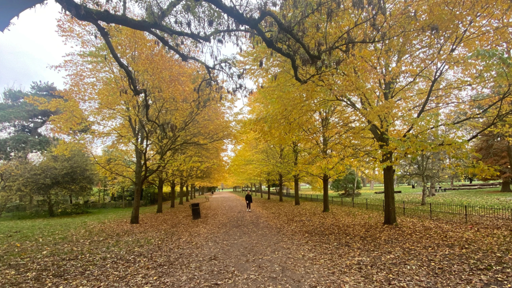 Photograph of Peckham Rye Park taken in autumn